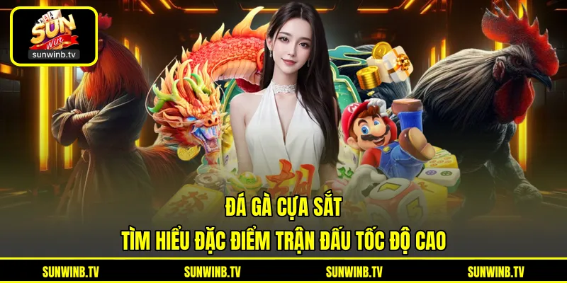 Đá Gà Thomo - Khám Phá Trường Đấu Và Trận Chiến Kịch Tính
