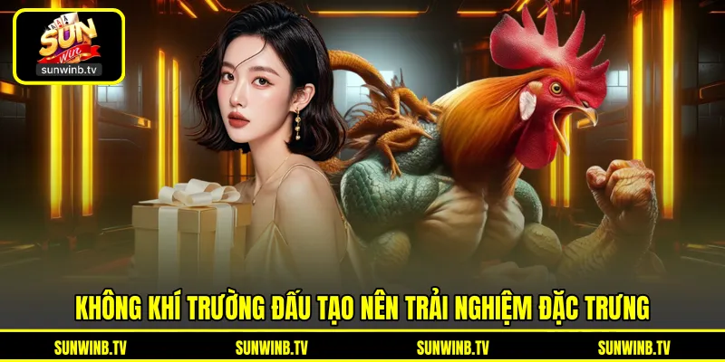 Đá Gà Thomo - Khám Phá Trường Đấu Và Trận Chiến Kịch Tính Đá Gà Thomo - Khám Phá Trường Đấu Và Trận Chiến Kịch Tính